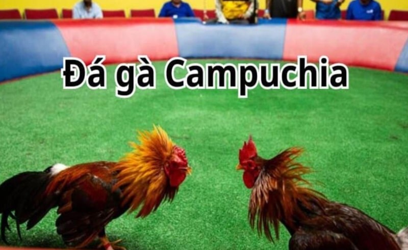 Khám phá địa chỉ xem đá gà campuchia