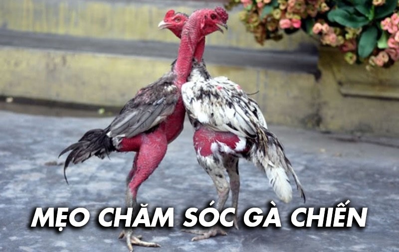 Mẹo chăm sóc gà chiến hiệu quả nhất